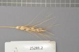 Click for 1 image(s) for this accession. Spike